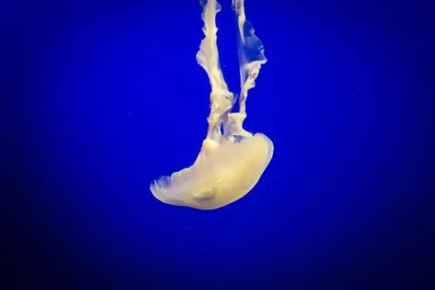 Jelly fish floating Stock Photos