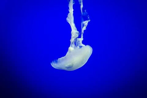 Jelly fish floating Stock Photos