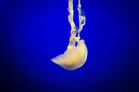 Jelly fish floating Stock Photos