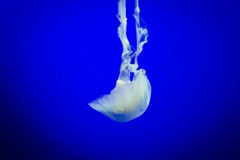 Jelly fish floating Stock Photos