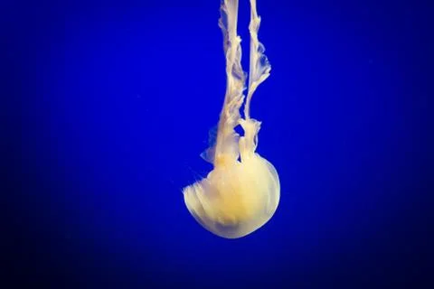 Jelly fish floating Stock Photos