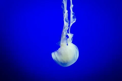 Jelly fish floating Stock Photos