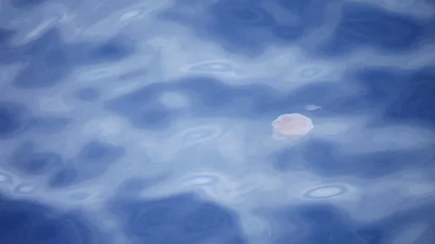Jelly fish floating on sea surface Video stock 81158462
