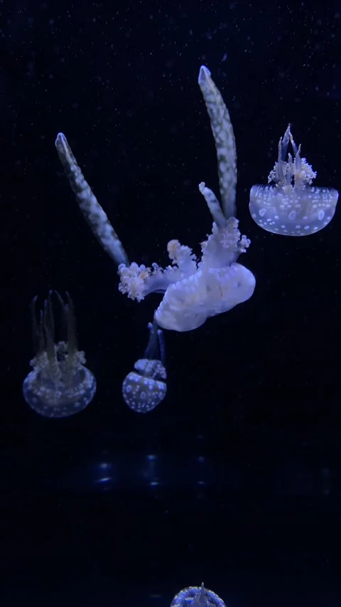 Jelly Fish Floating Vertically Stock Footage 166772025