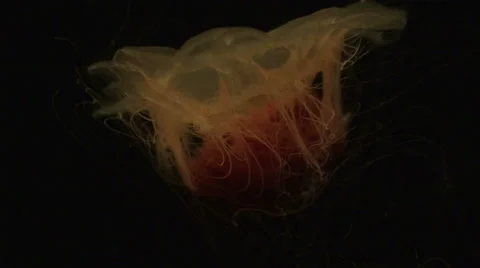 Jelly fish floats Stock Footage 55542479