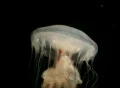 Jelly Fish Footage