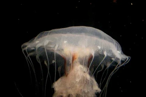 Jelly Fish Video stock 85290