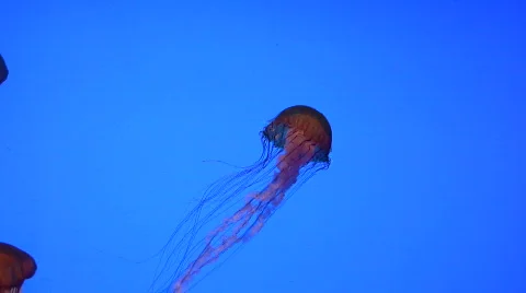 Jelly fish Stock Footage 117543