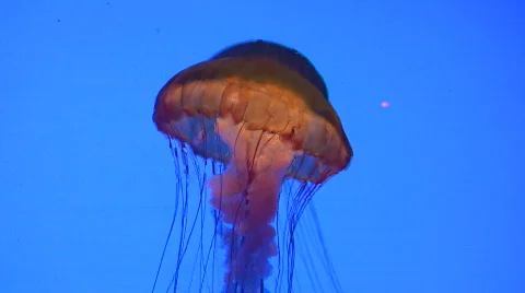 Jelly fish  Vidéo 117682