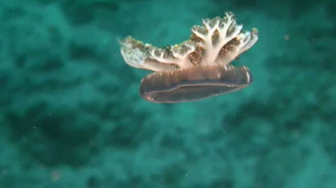 Jelly fish Stock Footage 161352