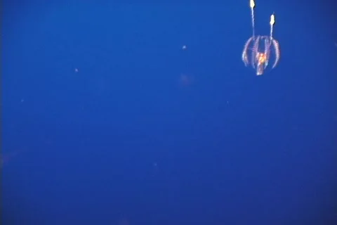 Jelly fish  Stock Footage 281799
