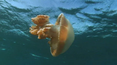 Jelly fish Stock Footage 368494