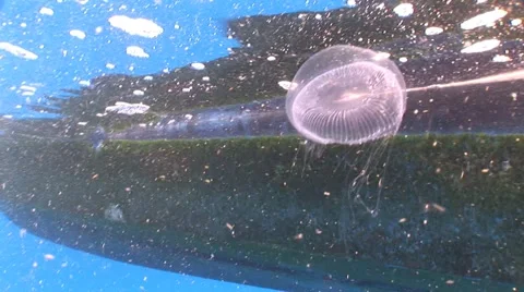 Jelly Fish Stock Footage 5333023