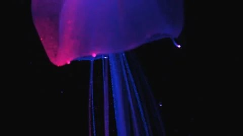 Jelly Fish Stock-Footage 8852522