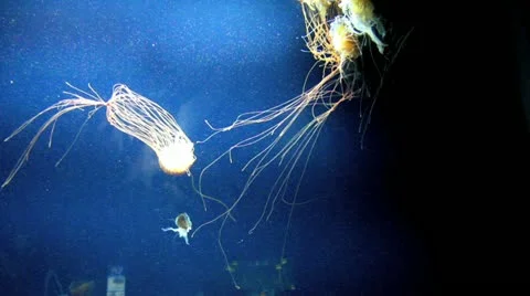 Jelly Fish Stock Footage
