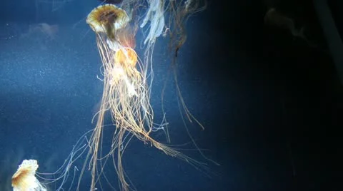 Jelly Fish Stock Footage 11702980