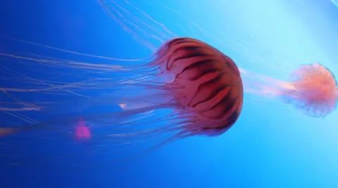 Jelly Fish. Stock Footage 20497066