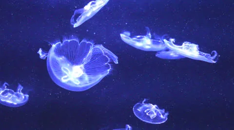 Jelly Fish Stock-Footage 22604762