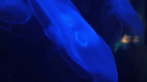 Jelly Fish Stock Footage 41753095