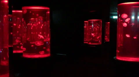 Jelly fish Stock Footage 46031735