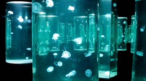 Jelly fish Stock Footage 46031778