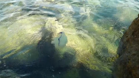 Jelly fish Stock Footage 92741132