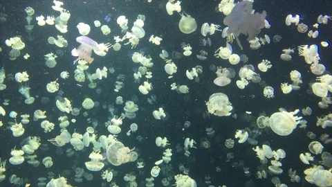 Jelly Fish Stock Footage 104454816