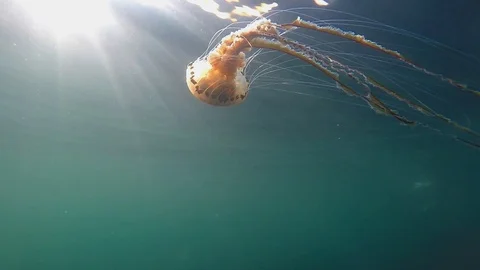Jelly Fish Video stock 107039599