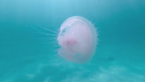 Jelly Fish Stock Footage