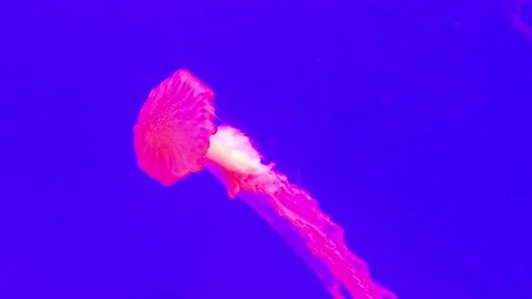 Jelly fish Stock Footage 144309582