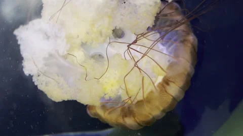 Jelly Fish Stock Footage 264748715