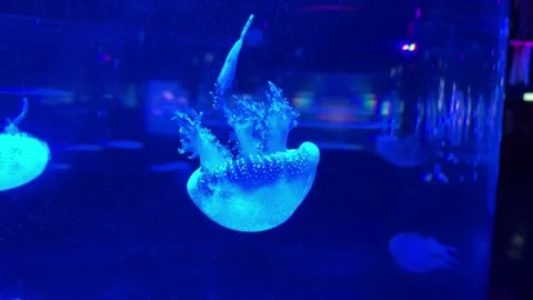 Jelly Fish Stock Footage 297846232