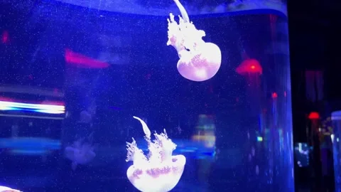 Jelly Fish Stock Footage 297846237