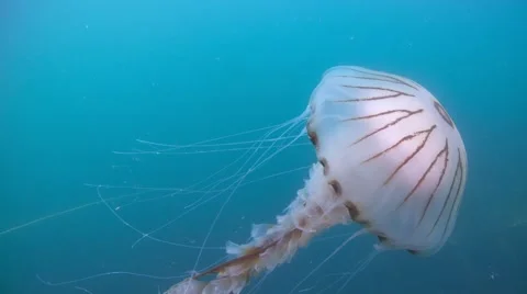 Jelly fish full frame Stock Footage 49387350