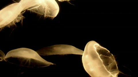 Jelly Fish glow dark background ocean M HD Stock Footage 267116