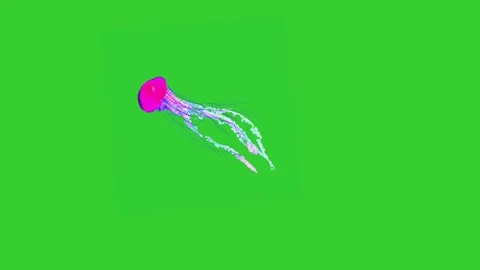 Jelly fish on green screen Vidéo 147477289
