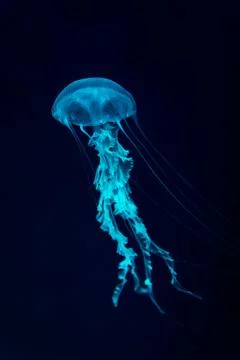 Jelly fish illuminated by colorful LED lights in aquarium on black background Stock Photos