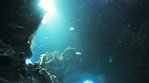 Jelly fish inside the cave under the natural light Stock Footage 22640912