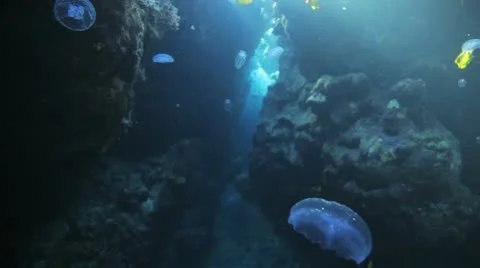 Jelly fish inside the cave under the natural light 動画素材 22640942