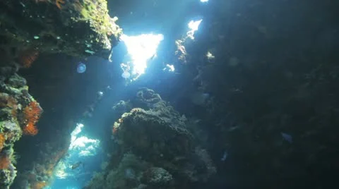 Jelly fish inside the cave under the natural light Stock Footage 22640982