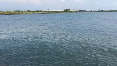 Jelly fish invasion 動画素材 249153857