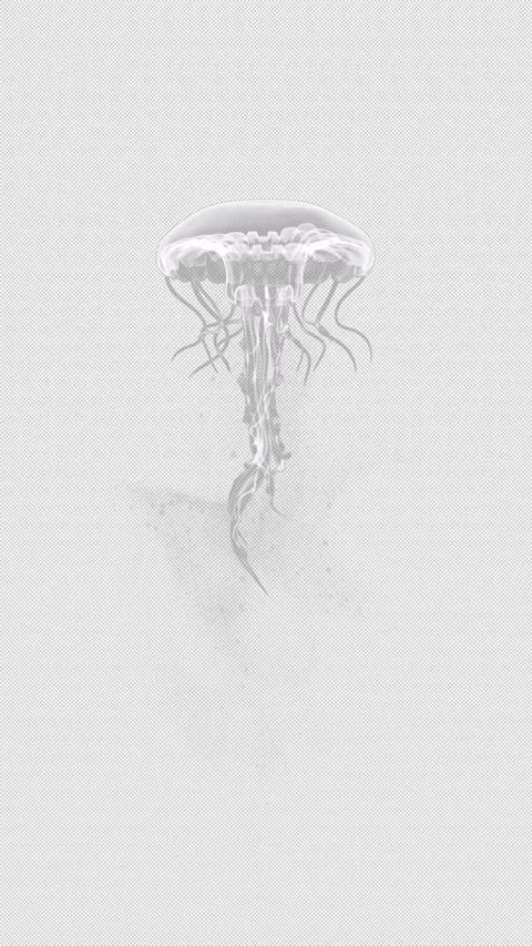 Jelly Fish Loop V03 BW 2160 on 3840 with Alpha Stock Footage 280951719