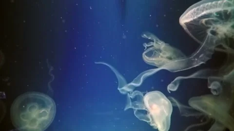 Jelly Fish Moving Slowly Down the Right Side of the Frame. Vídeos de archivo 46351277
