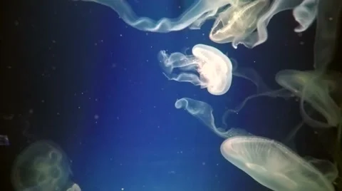 Jelly Fish Moving Slowly Down the Right Side of the Frame. Stock-Footage 46351482