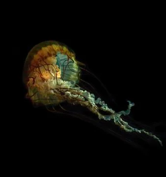 Jelly fish Stock Photos