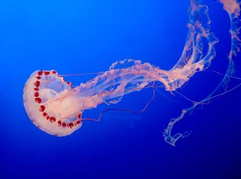 Jelly-fish Stock Photos