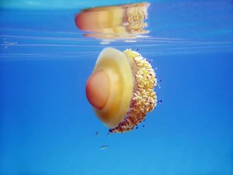 Jelly-fish Stock Photos