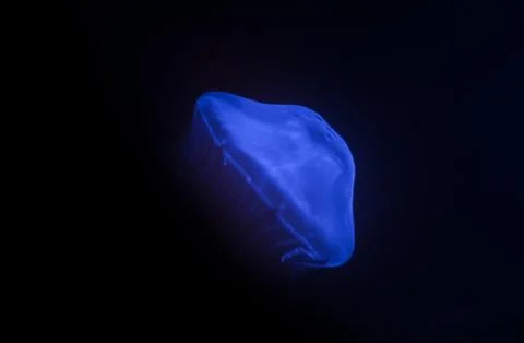 Jelly fish Stock Photos