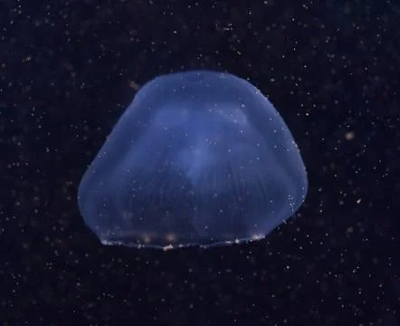 Jelly fish Stock Photos