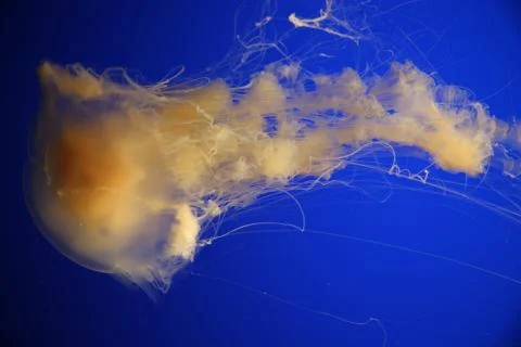Jelly Fish Stock Photos